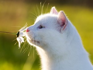 kat eten wat wel wat niet