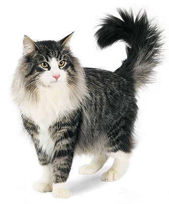 noorse boskat kittens kopen