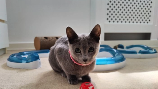 russian-blue-cats-for-sale-stunning-russian-blue-baby-girl-pedigree-gccf-richmond-image-1