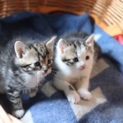Inloggegevens zweep Italiaans Kortharige kittens (ver)kopen | Kittens-tekoop.nl
