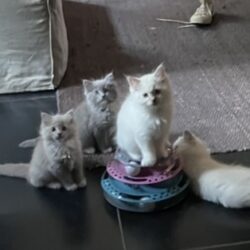 Gelijkmatig vriendschap Het apparaat Kittens Noord Brabant kopen | Kittens-tekoop.nl