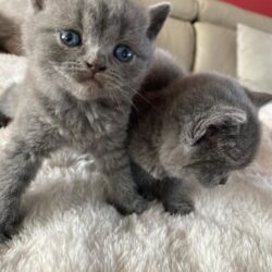 Kittens 104