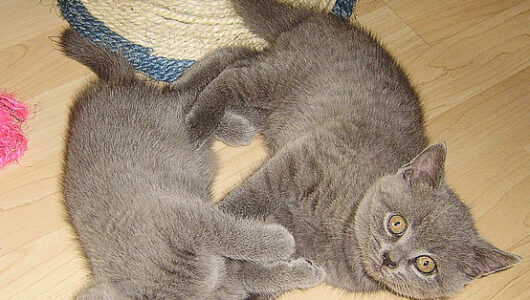 3534497902_bbb8de4313_z 3534497902_bbb8de4313_z