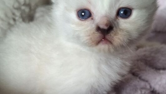 1000031111 1000031111