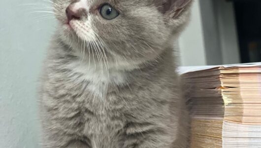 d68ef829-b639-4695-bad6-4d3887a31536 d68ef829-b639-4695-bad6-4d3887a31536